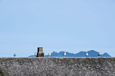 birds on a roof in Tofino
